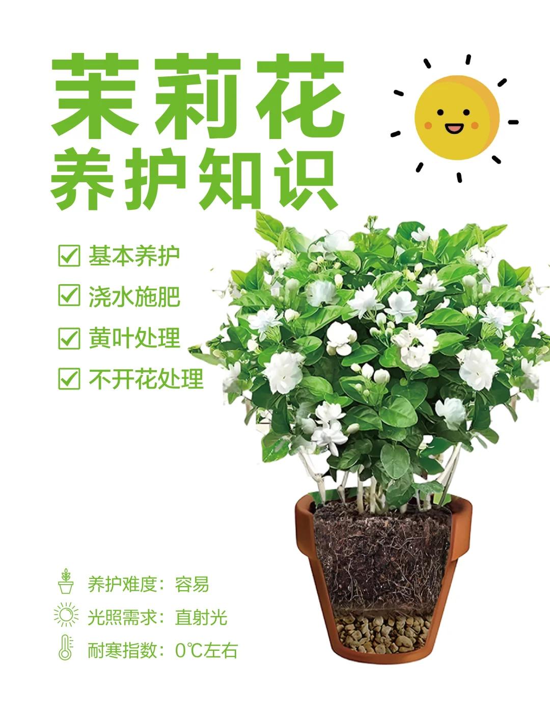 茉莉花怎么养