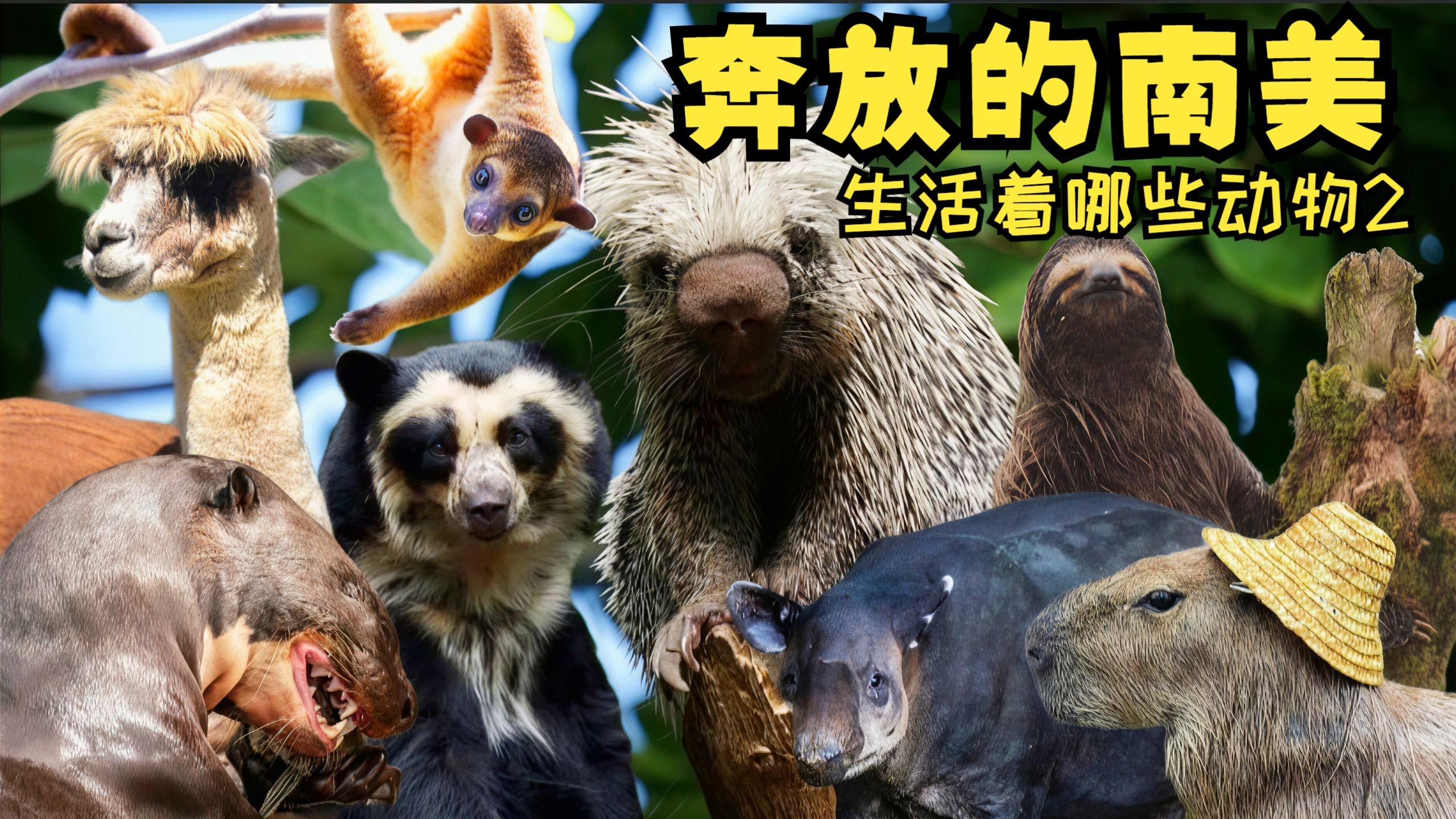 独家揭秘！深圳按摩论坛实测｜专业博主避坑指南与推荐清单🔥