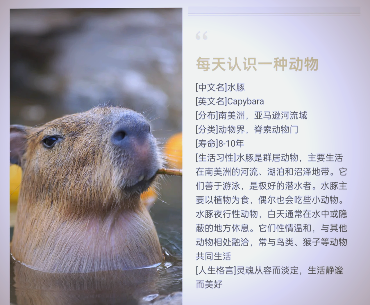 水豚免疫癌症机制 什么鱼营养高值得吃