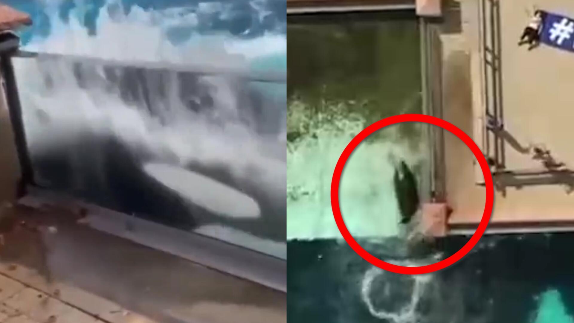 “ 杀手 ”虎鲸之死,圈养对海洋生物的危害有多...