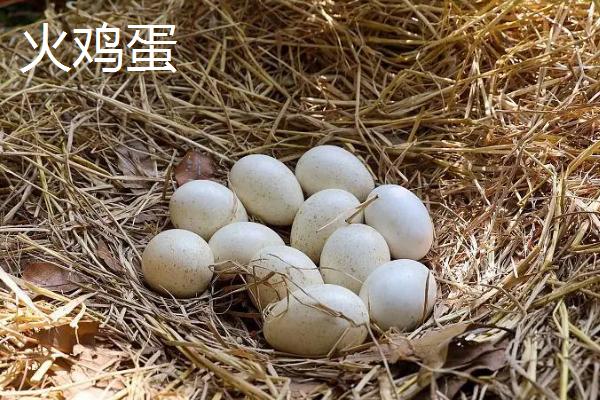 火鸡蛋和鸡蛋的区别 火鸡蛋好还是鸡蛋好