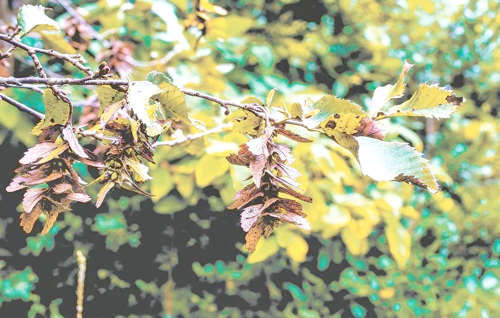 普陀鹅耳枥为什么被称为“地球独子”?...