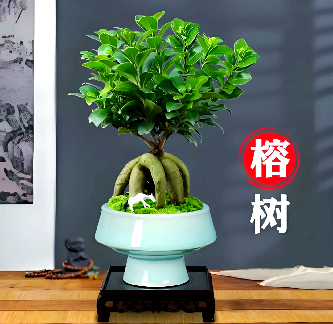榕树的养殖方法和注意事项