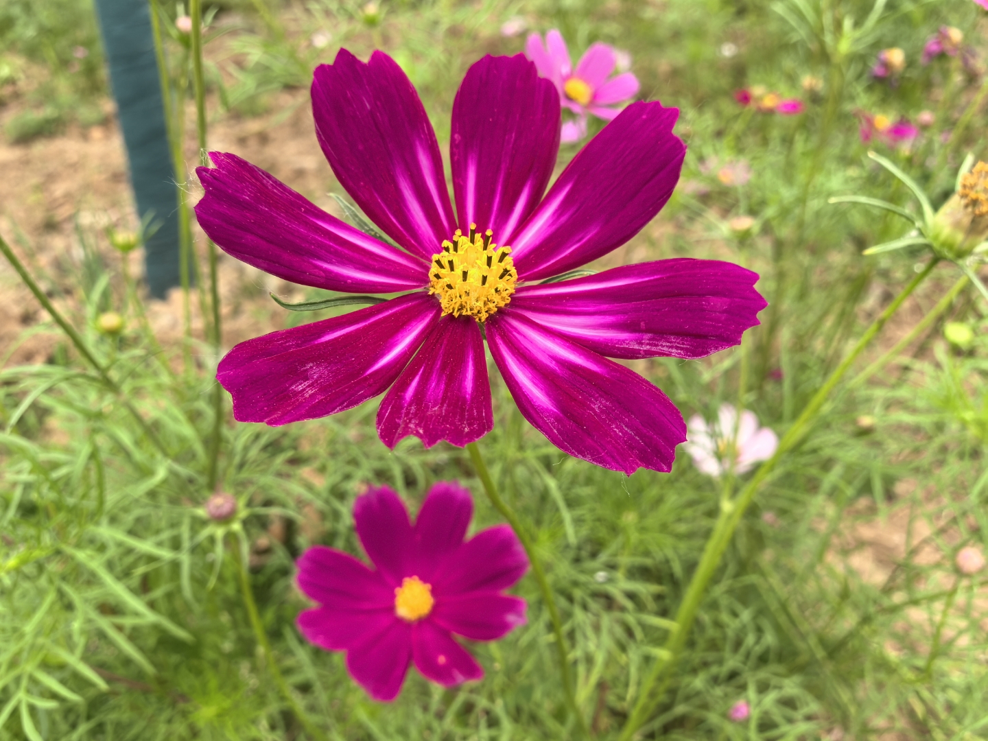 格桑花图片