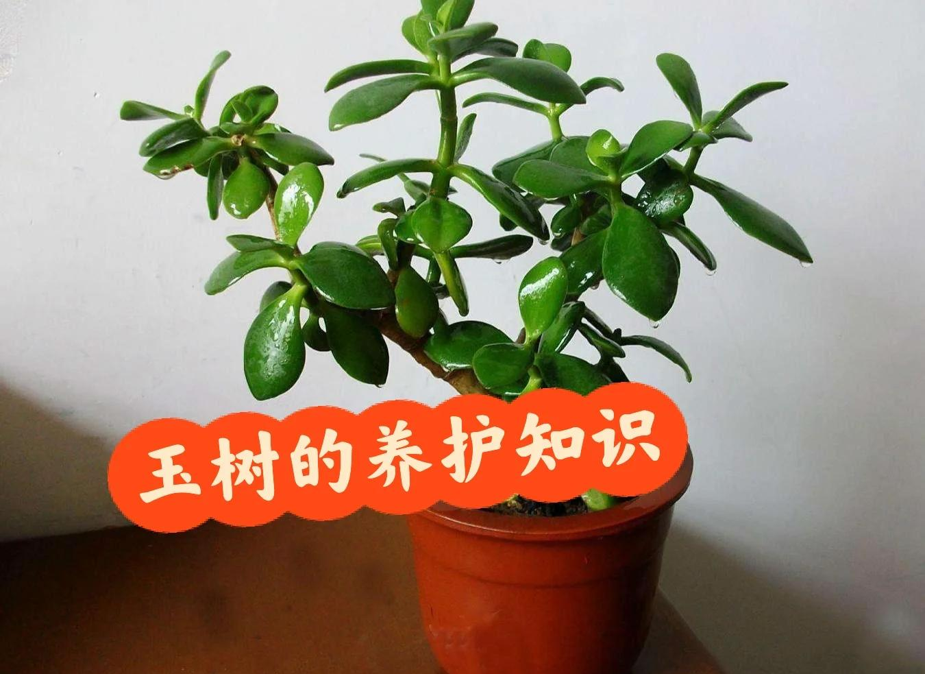 玉树的养殖方法与一年养成小树的技巧 玉树的浇水与养护要点