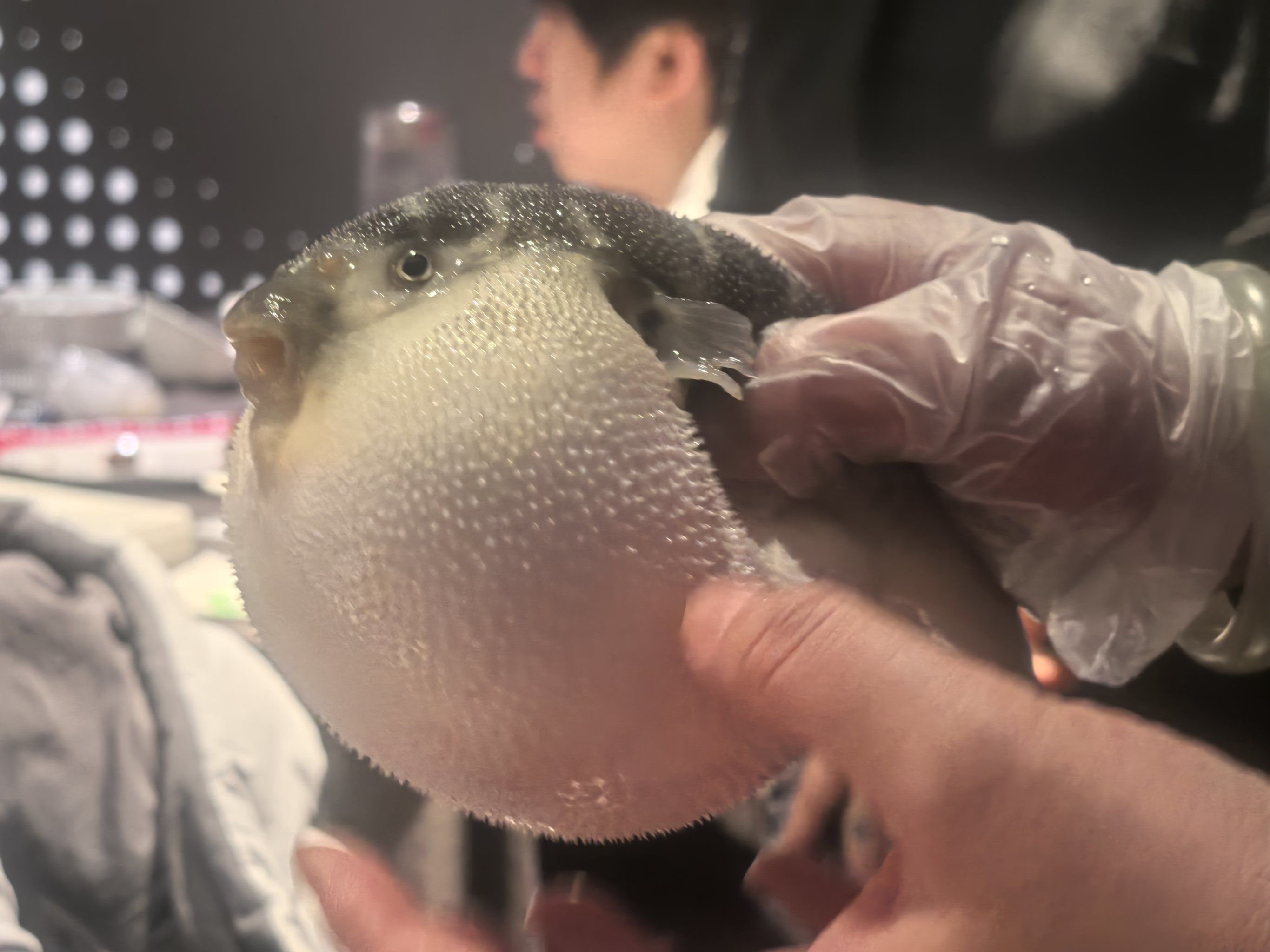无毒河鲀?不必拼死吃河鲀了...
