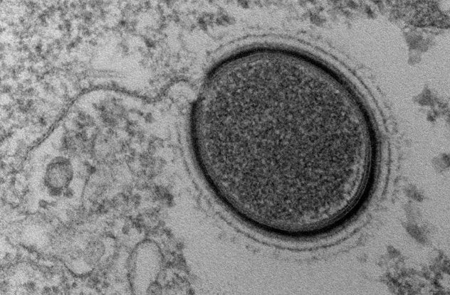 巨型病毒发现始末?...