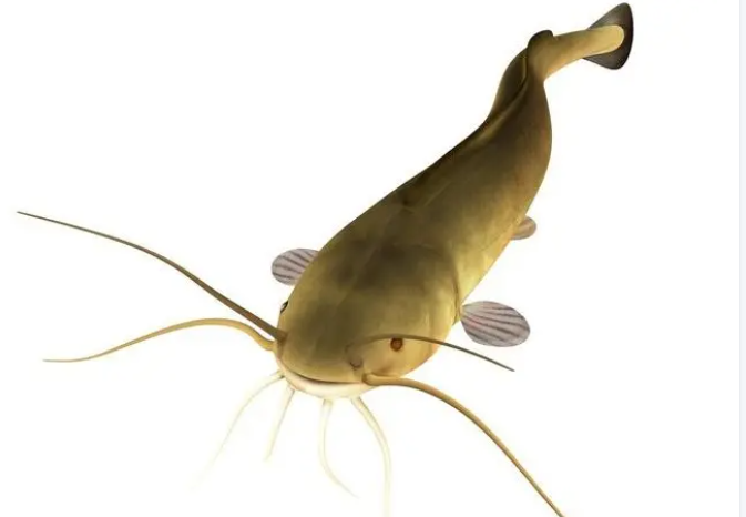 水缸内的鲫鱼几年不死，鱼为什么会“饿”不死哪？...