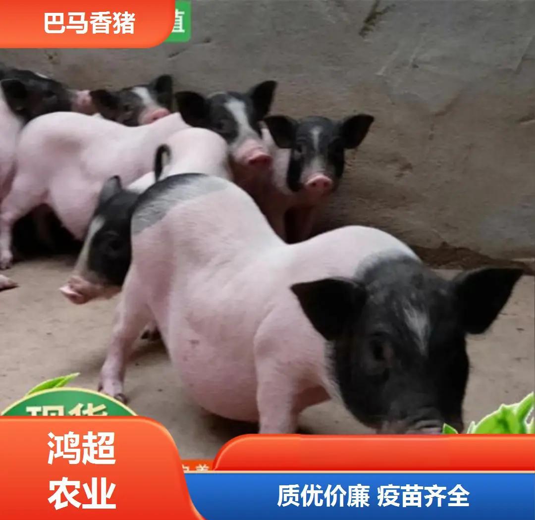 巴马香猪