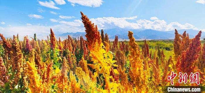 中国农作物外来品种 大航海时代食物引进