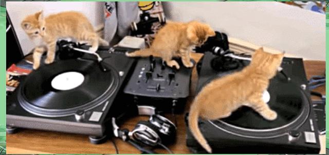 猫看世界与人有哪些不同之处?...