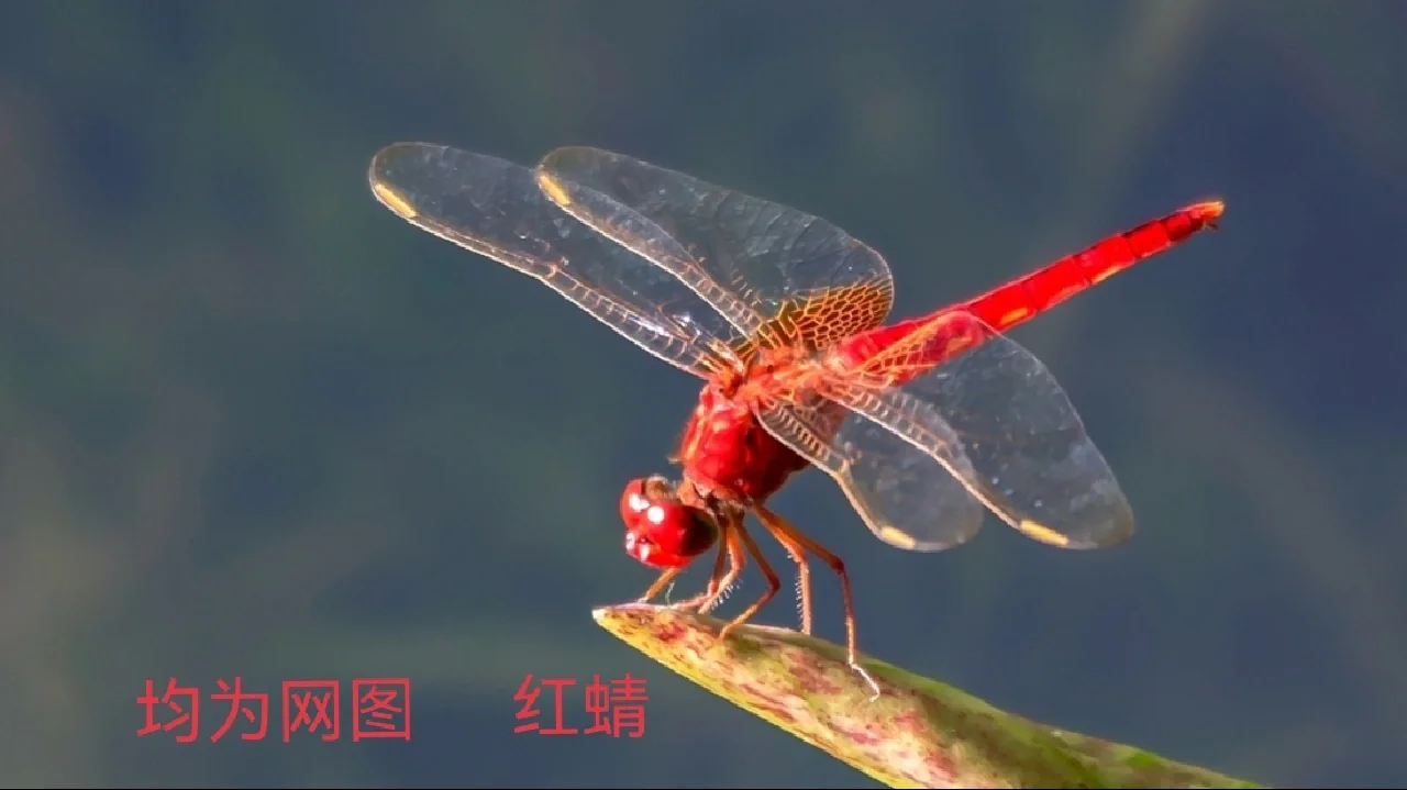 红蜻蜓社区是啥？新手怎么玩才能快上手？