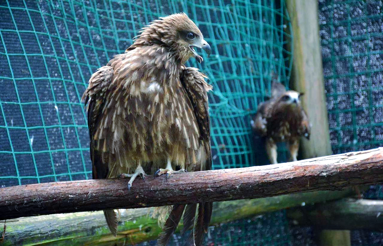 作为非洲草原上的粮库,角马社交与繁殖竟如此奇特,是...