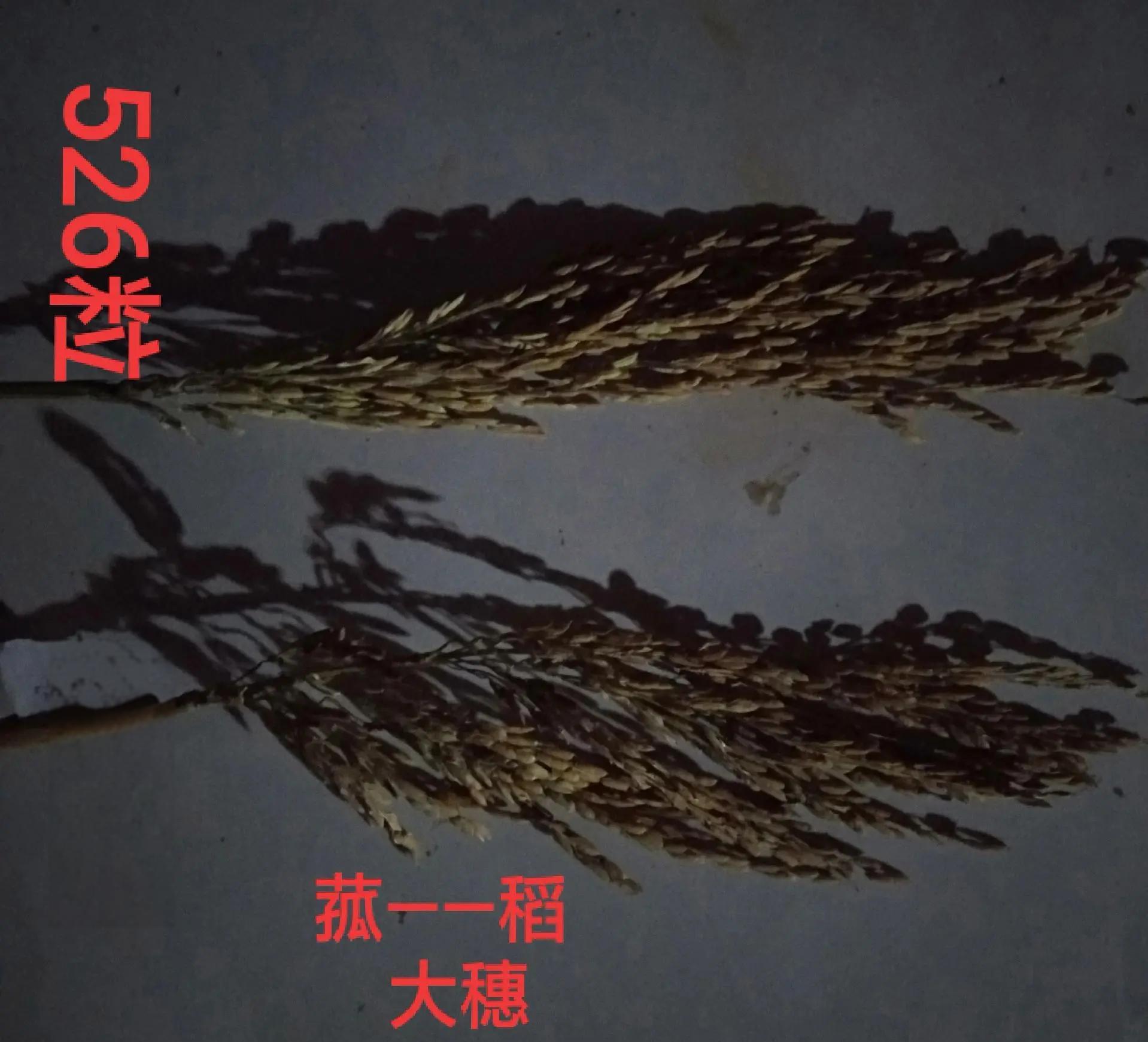 杂交水稻是什么 杂交水稻和普通水稻有什么不一样