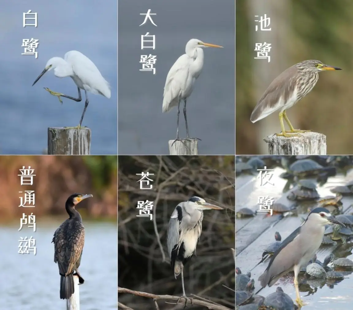 8000元购买初一31分钟下载的真相揭秘解析