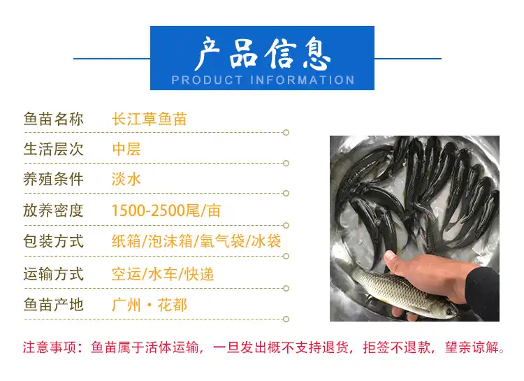 鱼苗
