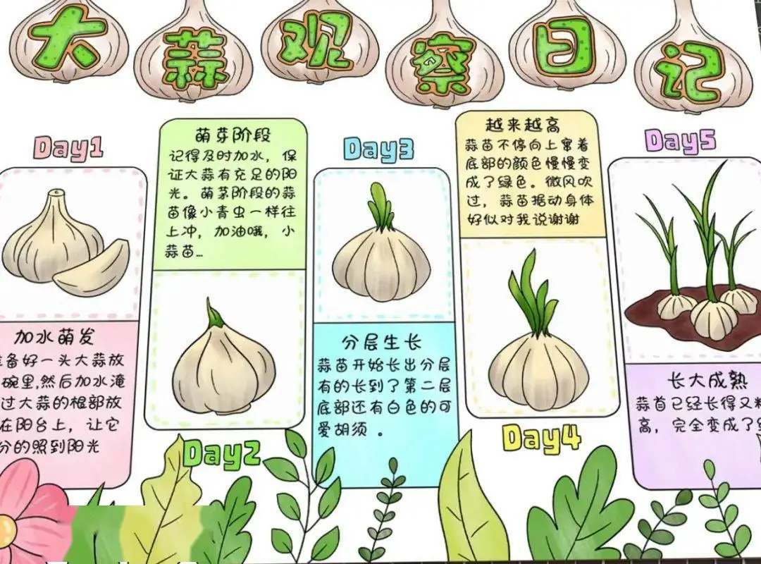 大蒜和蒜苔的关系 大蒜的生长过程和产地分布