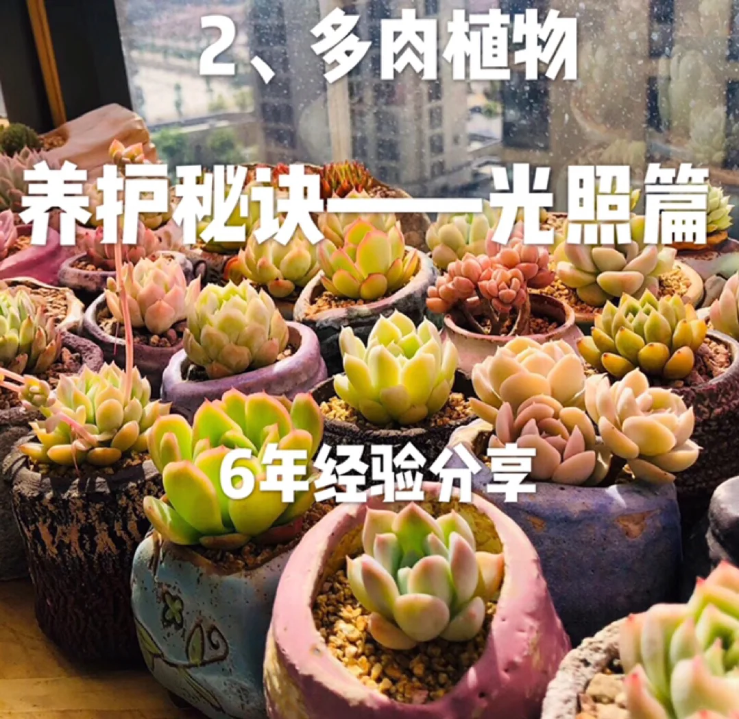 多肉的种植方法和要求 多肉怎么种植