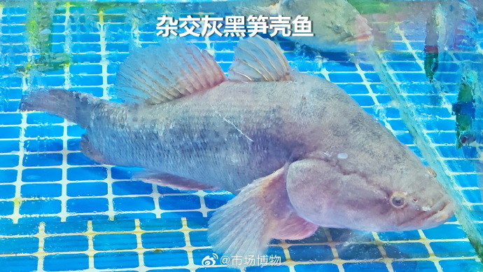 笋壳鱼
