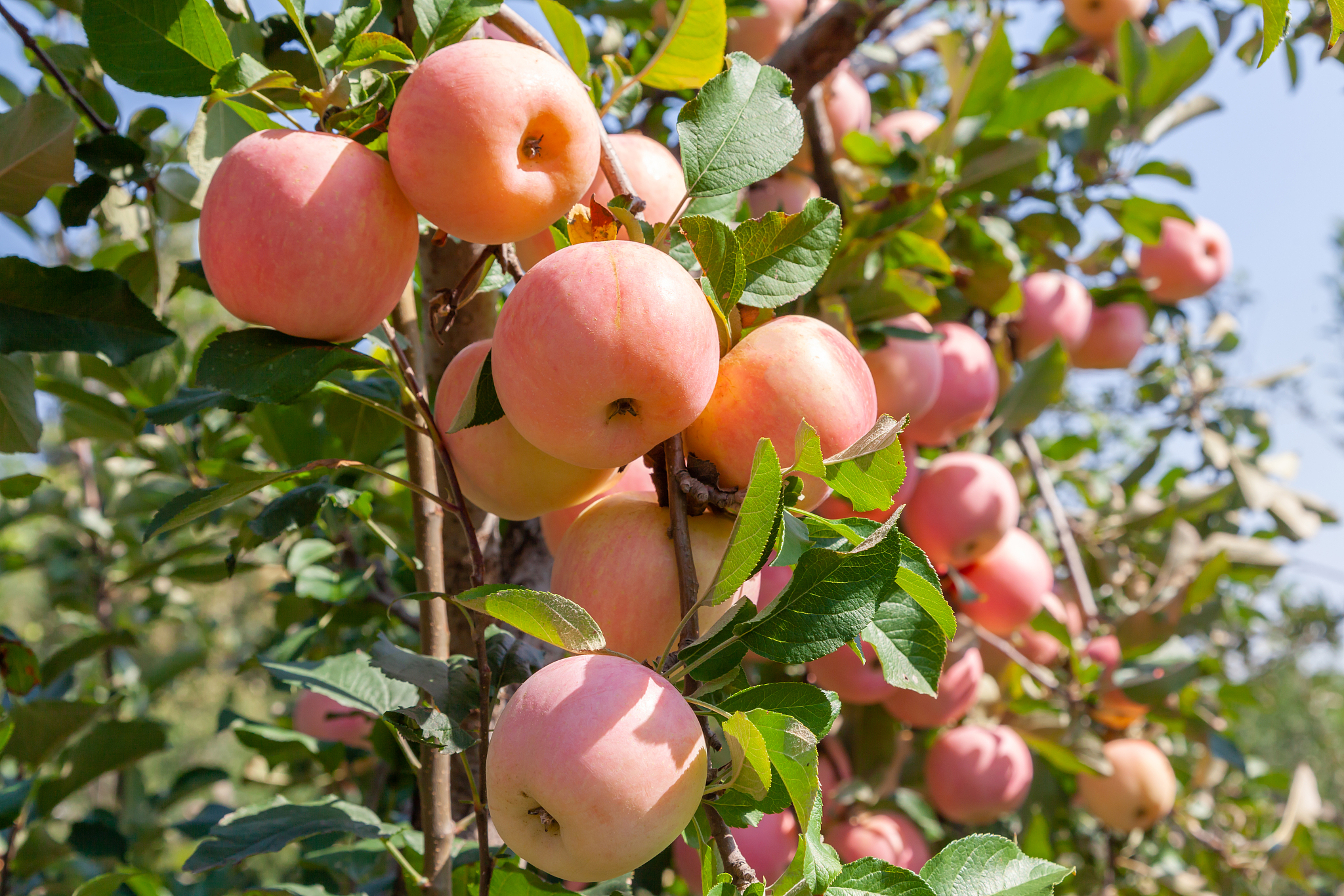 怎么查苹果手机激活时间