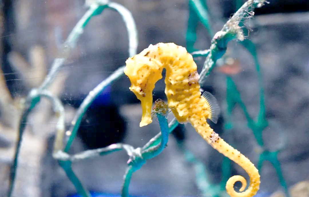 海马苹果助手下载