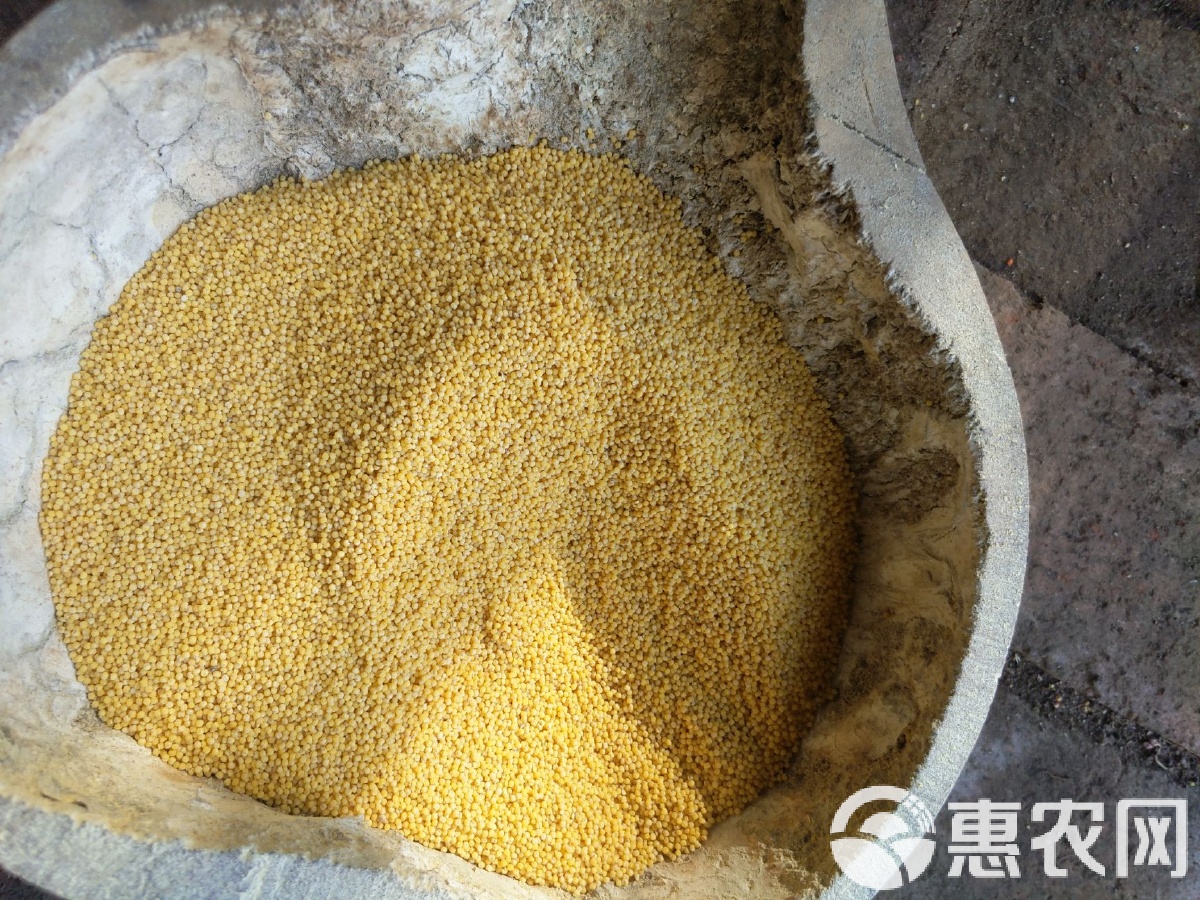 谷子价格多少钱 今年谷子种植技术怎么样
