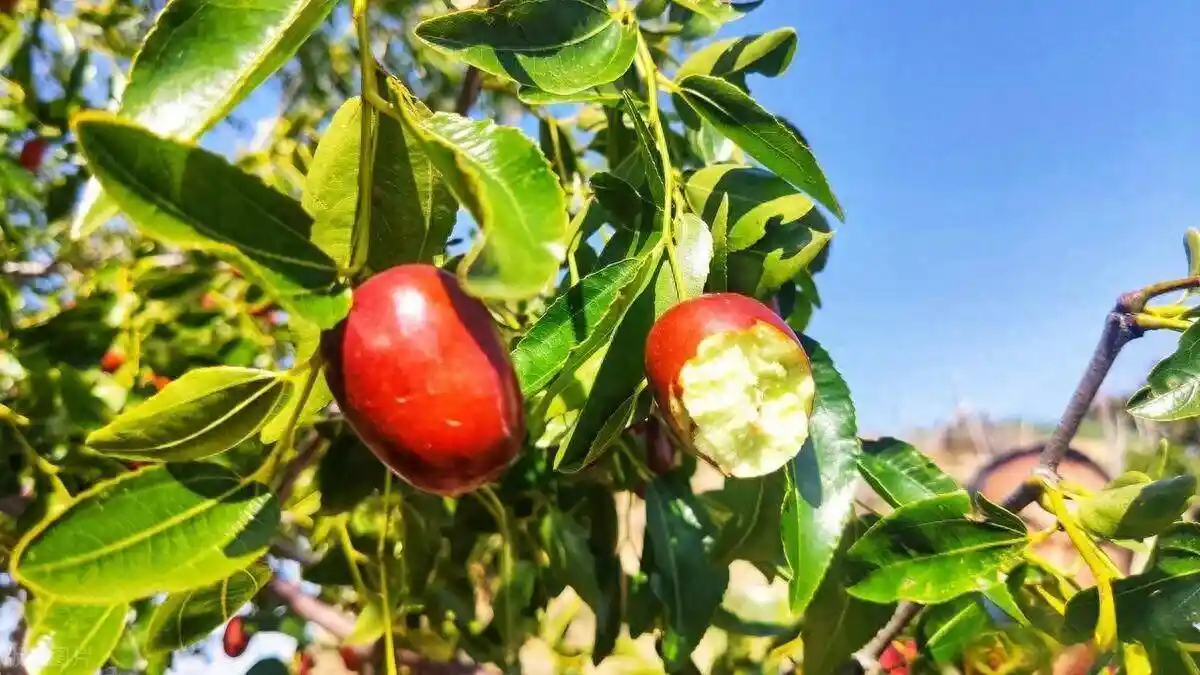 枣树种植