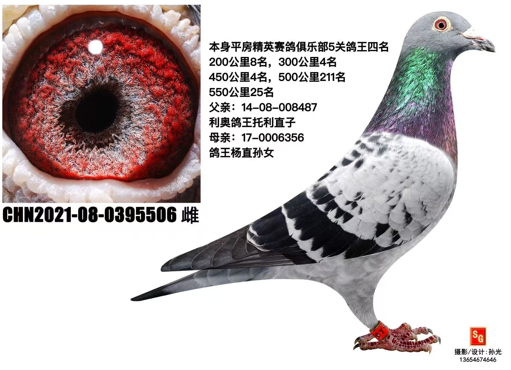 4个月鸽子价格贵吗 上海肉鸽子价格现在是多少