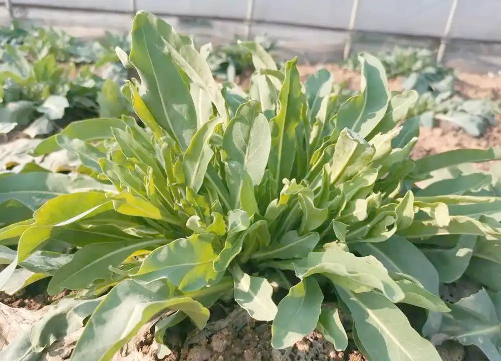 板蓝根图片