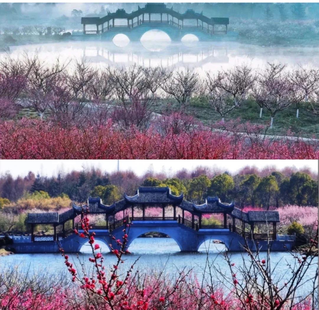上海春季赏花好去处 春游踏青景点推荐