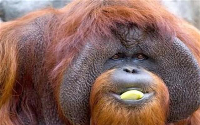 哪种动物和人的行为方式如此相似?...