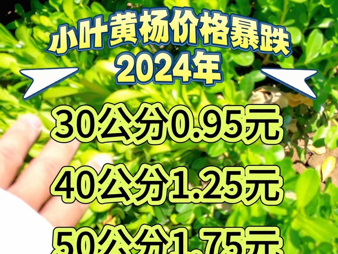 杨树收购价格多少 杨树价格未来走势如何
