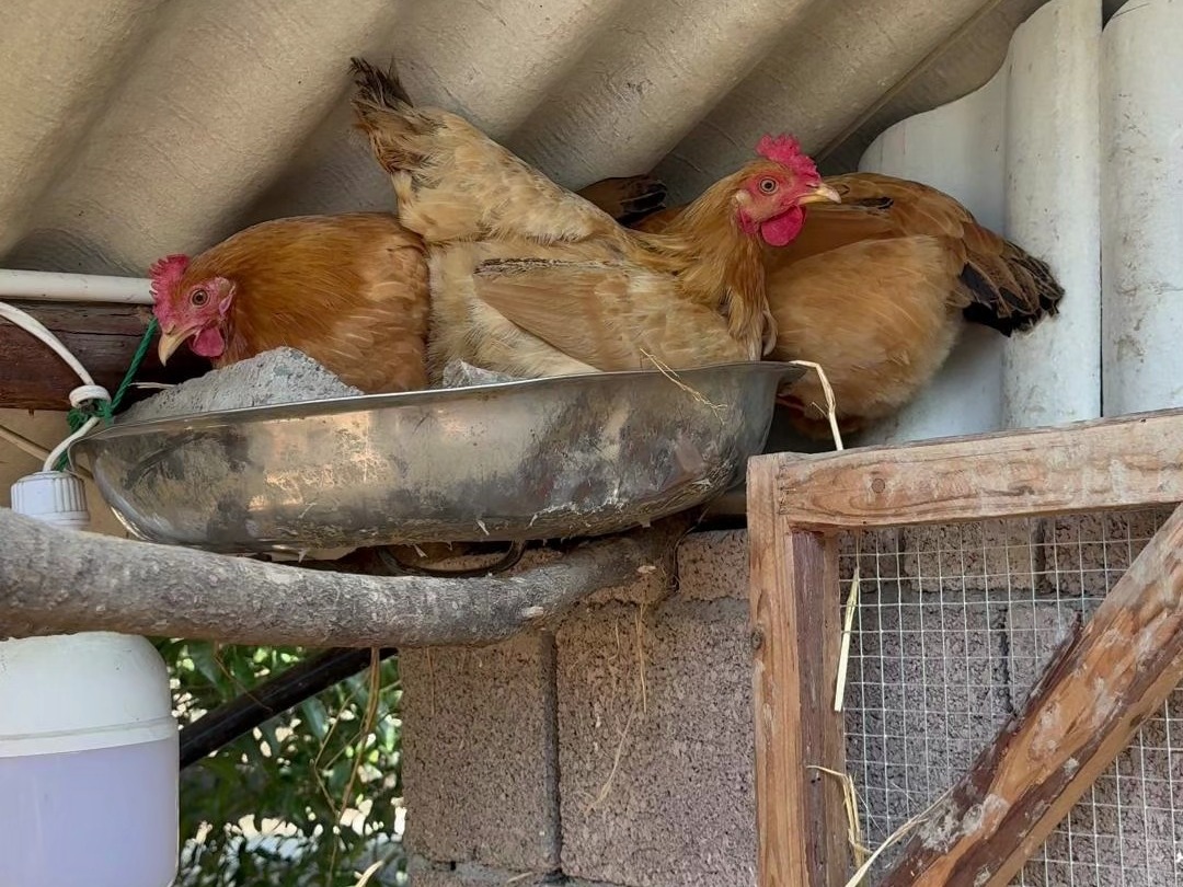 抚顺鸡窝哪家强？三大老字号深度测评避坑指南