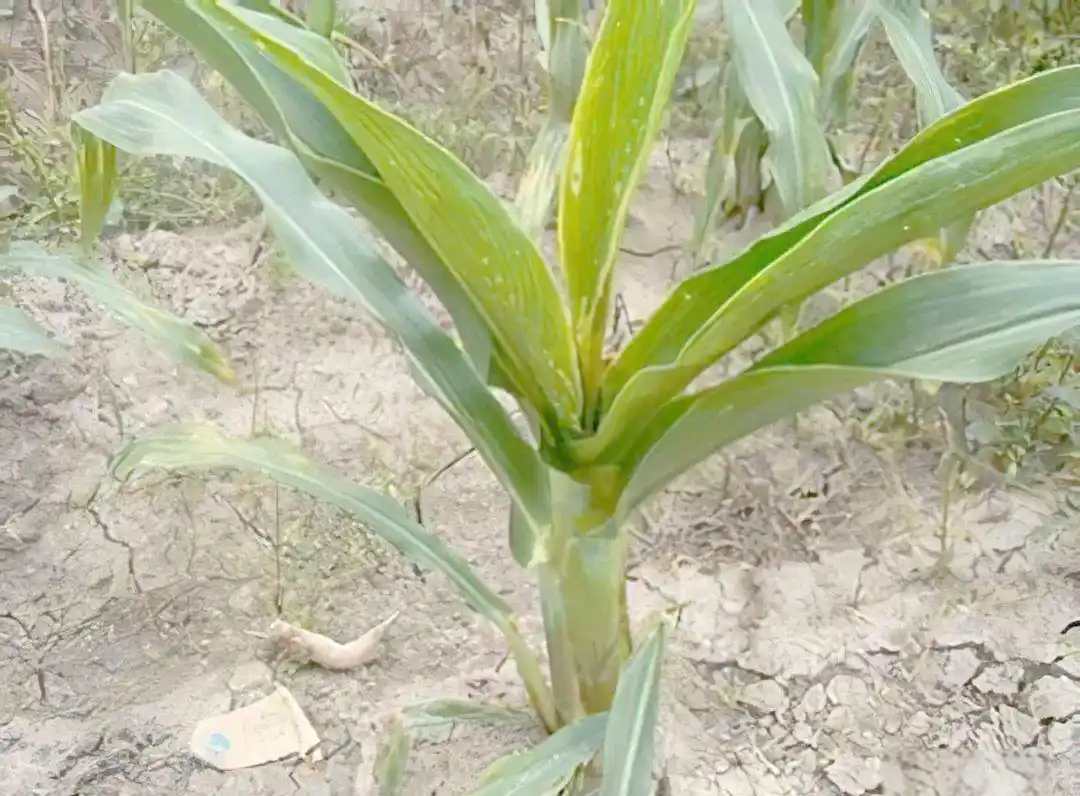 玉米粗缩病最佳防治时期 玉米粗缩病用什么药效果最好
