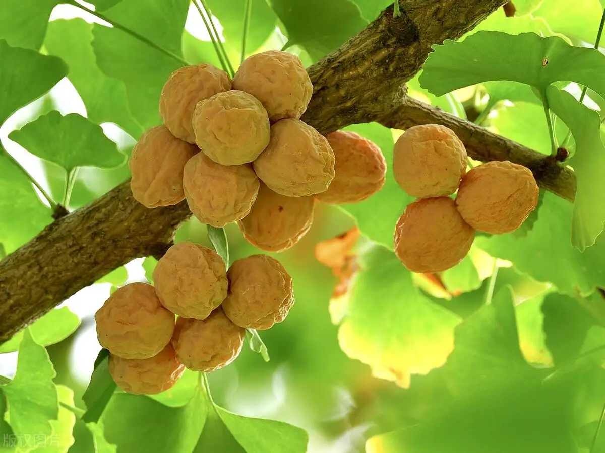 满大街的银杏树 为何被列为濒危物种