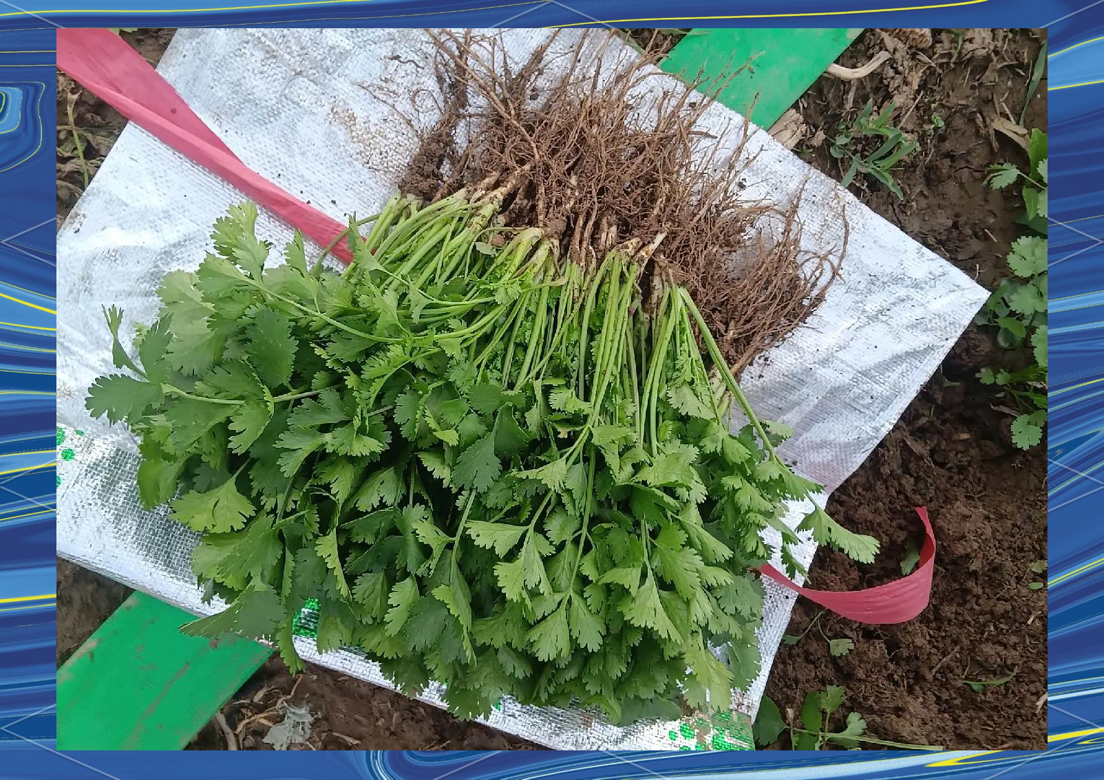 香菜怎么种植 种植时间和方法有哪些