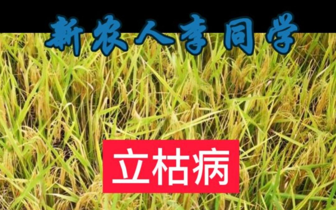 水稻立枯病的症状是什么 水稻立枯病是怎么防治