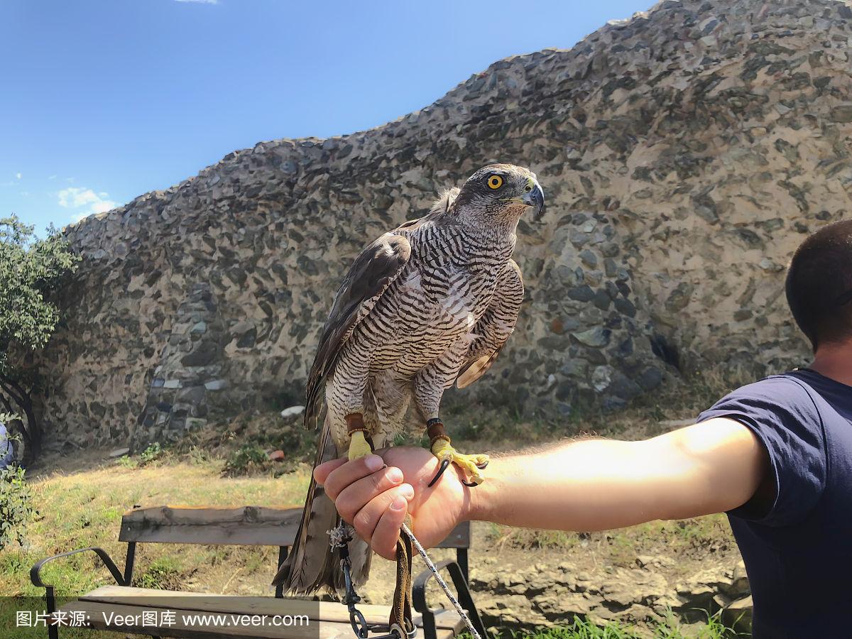 老鹰怎么养 草原鹰生活习性