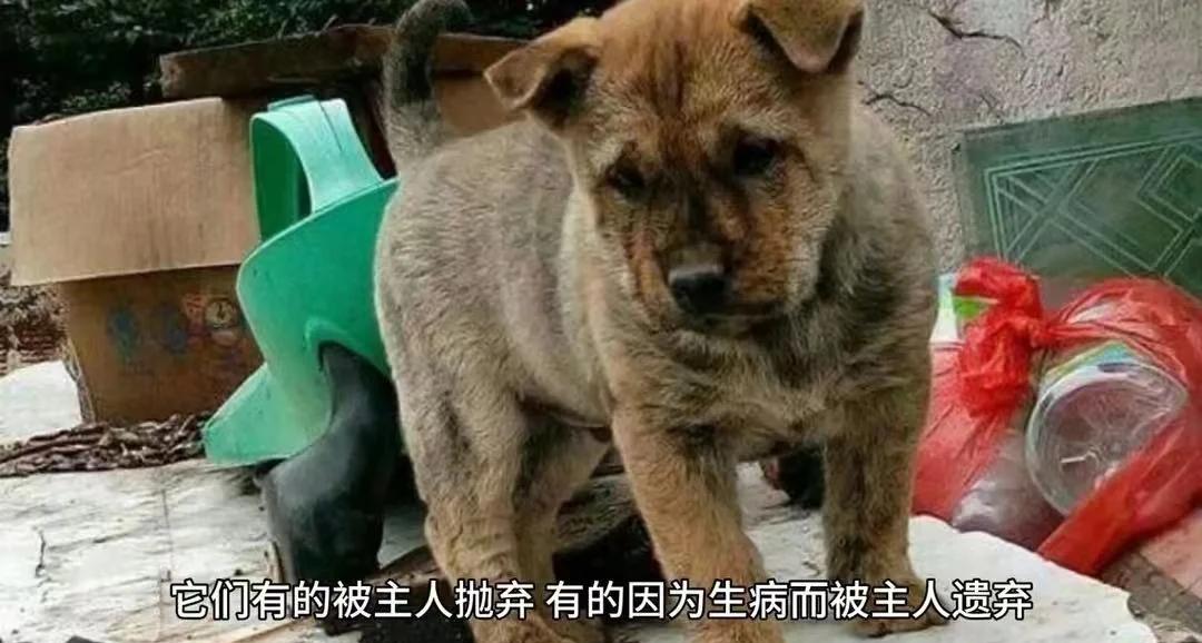 印度3000万流浪狗的经历了哪些生与死?...