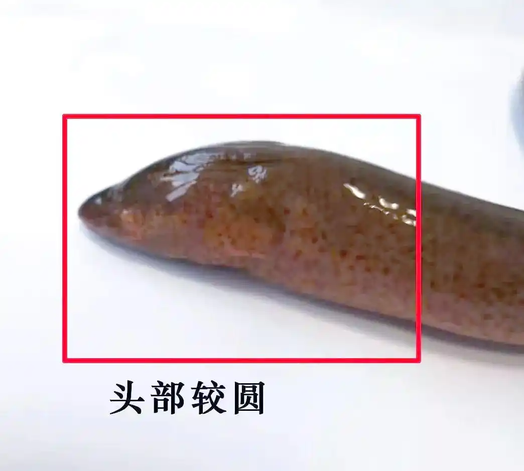 怎么判断一个地方有没有黄鳝 黄鳝到底吃什么