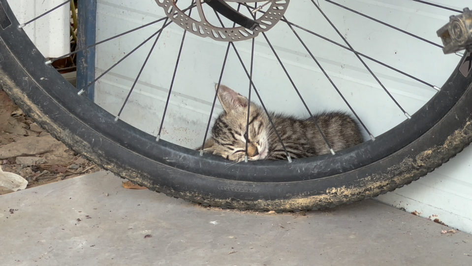 猫咪躲车轮睡觉原因 流浪猫为何爱藏车底