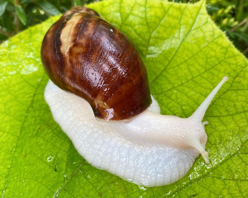 白玉蜗牛养殖