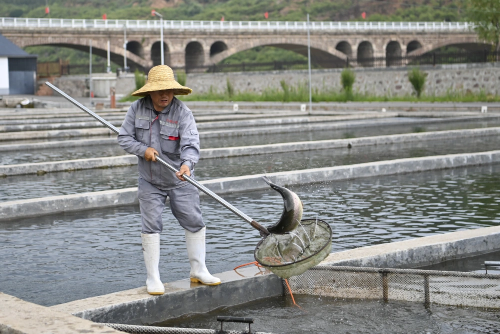 三文鱼养殖