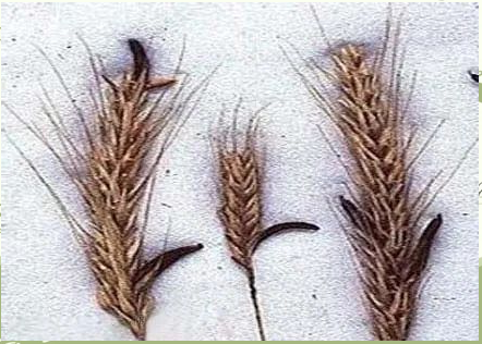 圣安东尼之火病由来 麦角中毒历史与影响