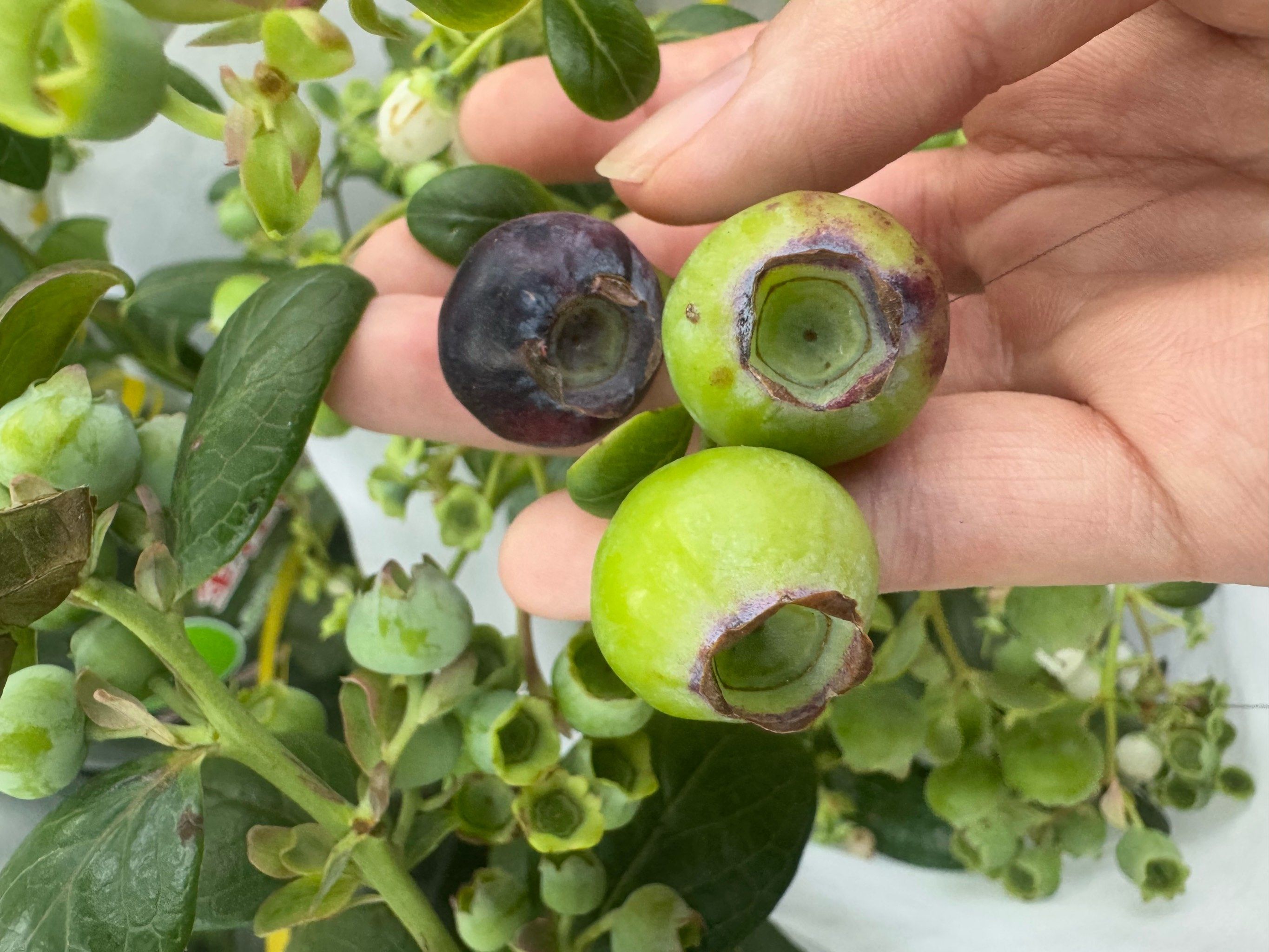 蓝莓真的能提高老人大脑功能吗?...