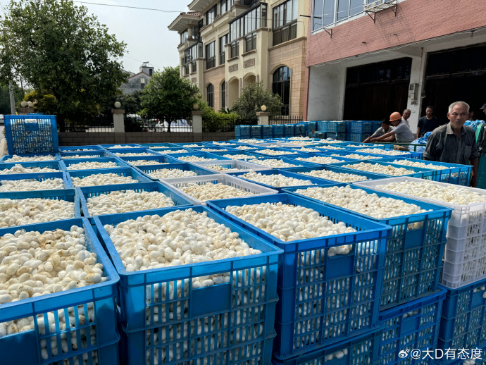 湖北四川蚕茧价格行情 蚕茧养殖利润怎么样