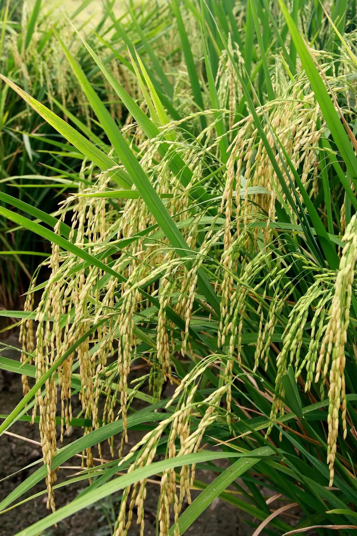 我们吃的是杂交水稻吗