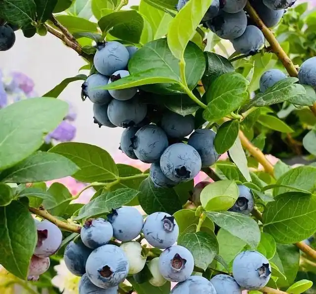 蓝莓价格