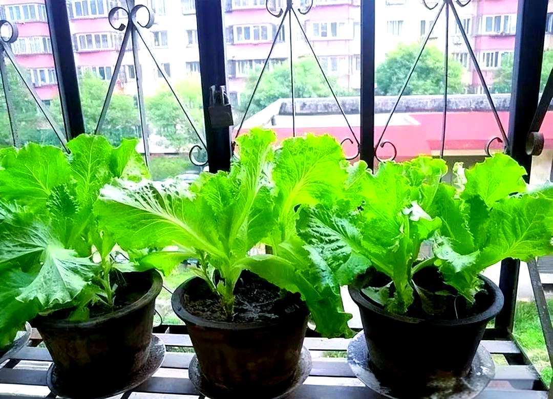 盆栽蔬菜