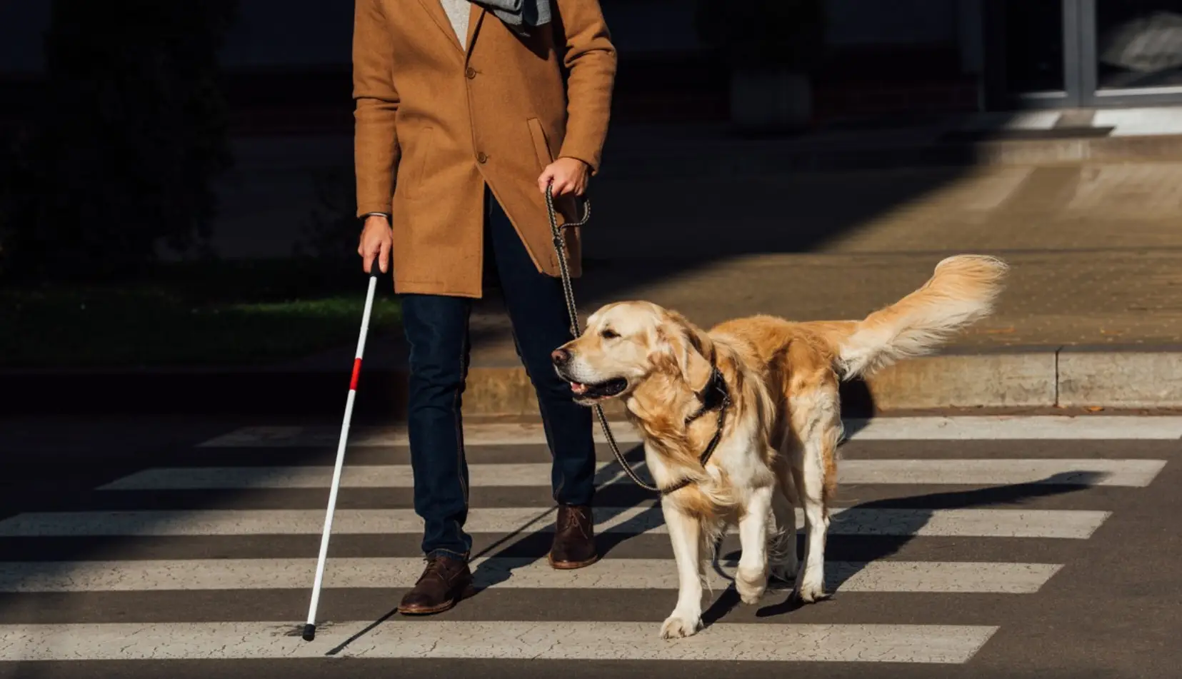 导盲犬与普通狗区别 导盲犬品种与申请费用